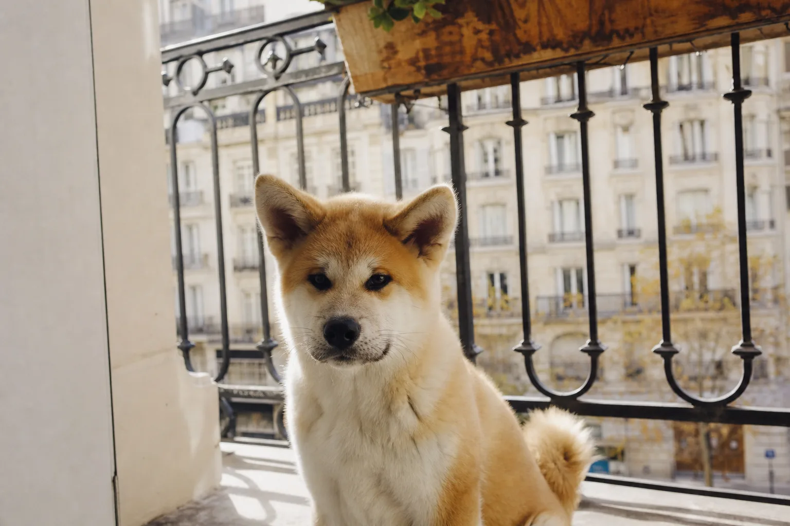 Un chiot akita inu roux de quatre mois assis sur un balcon, oreilles droites