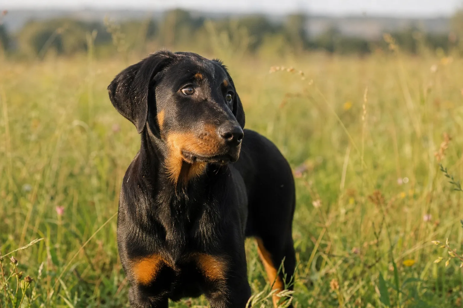 Un chiot beauceron de quatre mois dans un pré, robe noire et rouille, regard attentif
