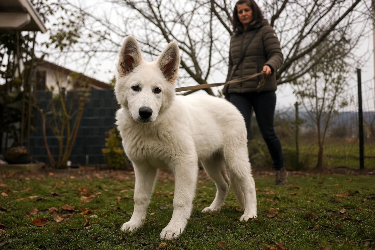 Un chiot berger blanc suisse de quatre mois debout dans un jardin, pelage blanc dense