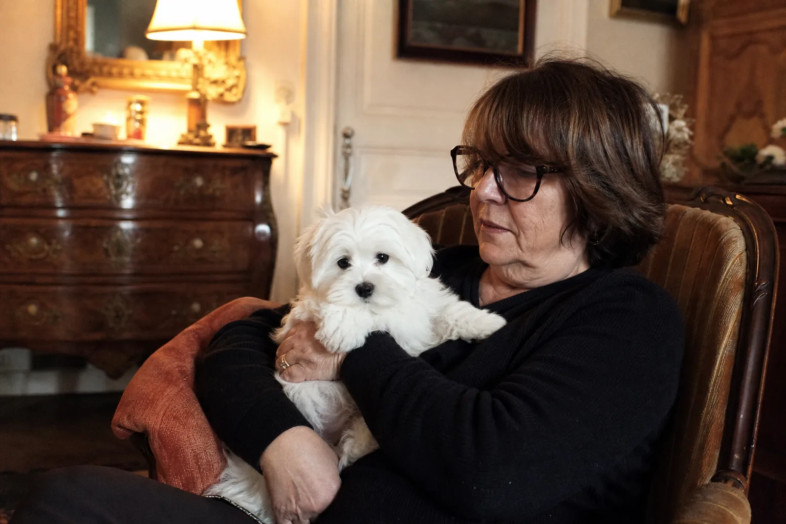 Un chiot bichon maltais de trois mois tenu dans les bras d’une femme assise dans un fauteuil