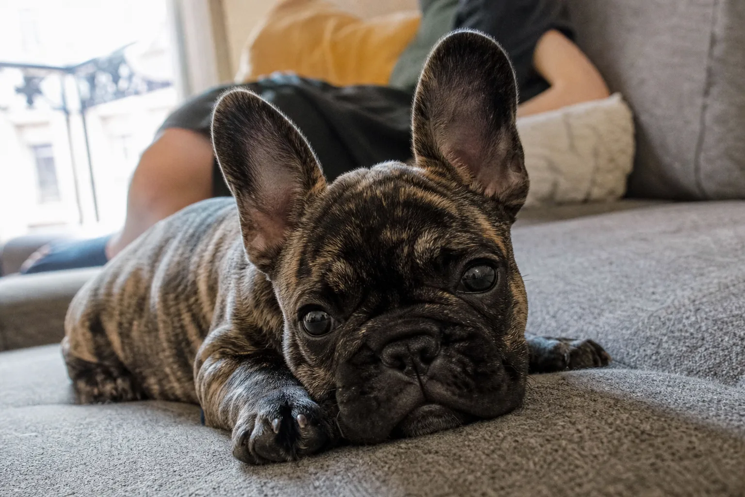 Un chiot bouledogue français bringé de quatre mois couché sur un canapé en tissu