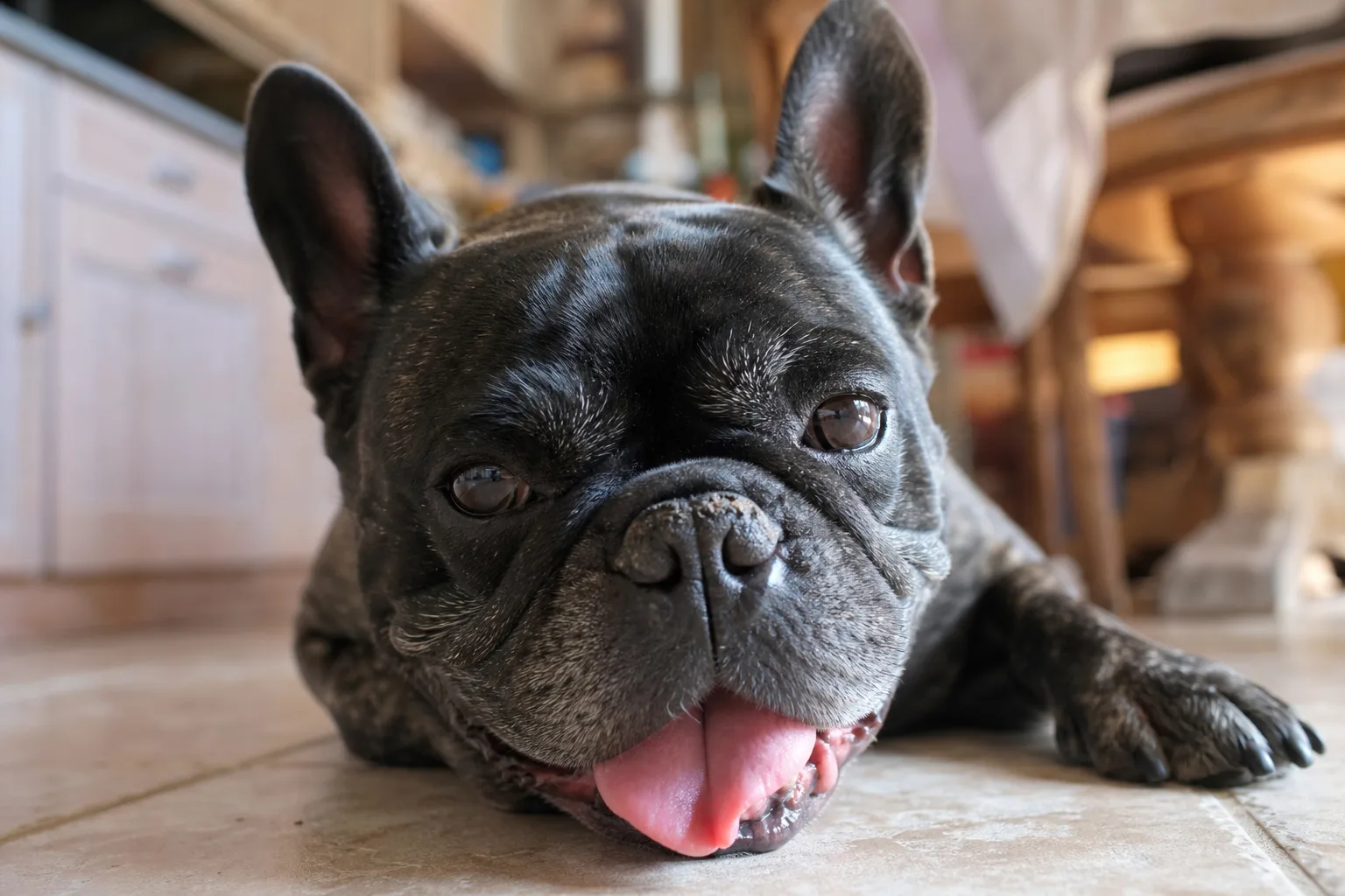 Un bouledogue de quelques mois halète après un effort, museau court et narines serrées