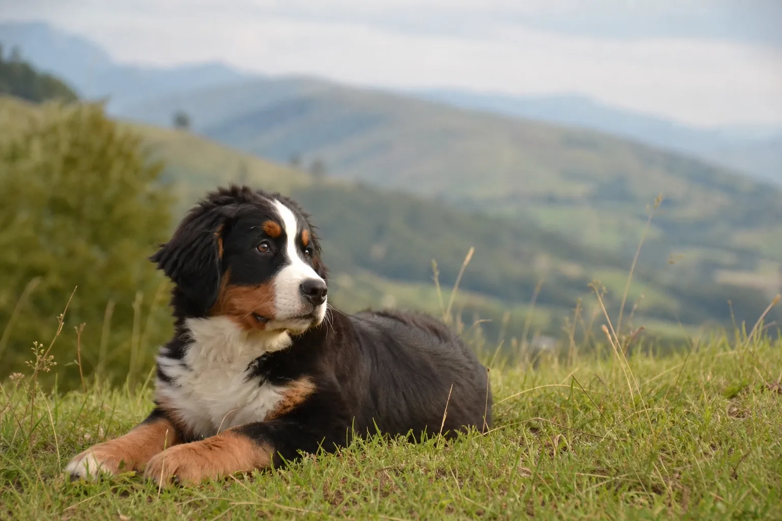Un chiot bouvier bernois de trois mois couché dans l’herbe d’un jardin