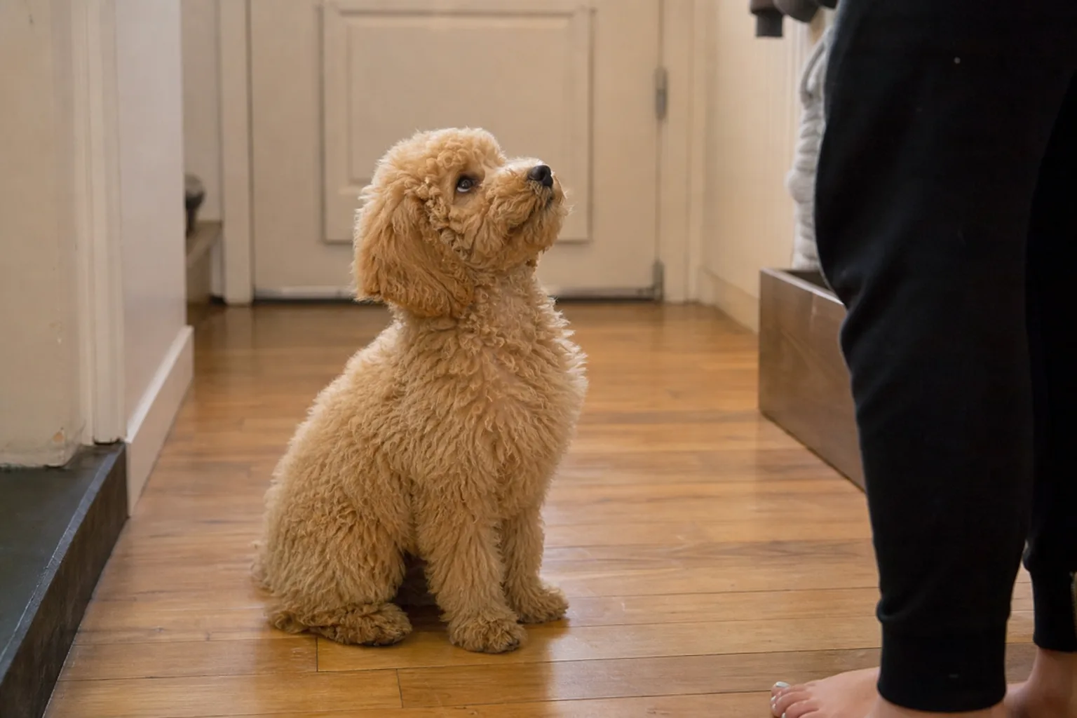 Un chiot caniche abricot de trois mois assis sur un tapis de salon