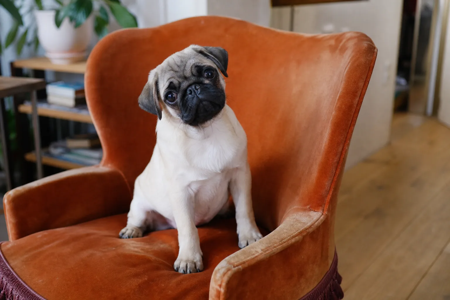 Un chiot carlin de quatre mois assis sur un parquet, museau plissé tourné vers l’objectif