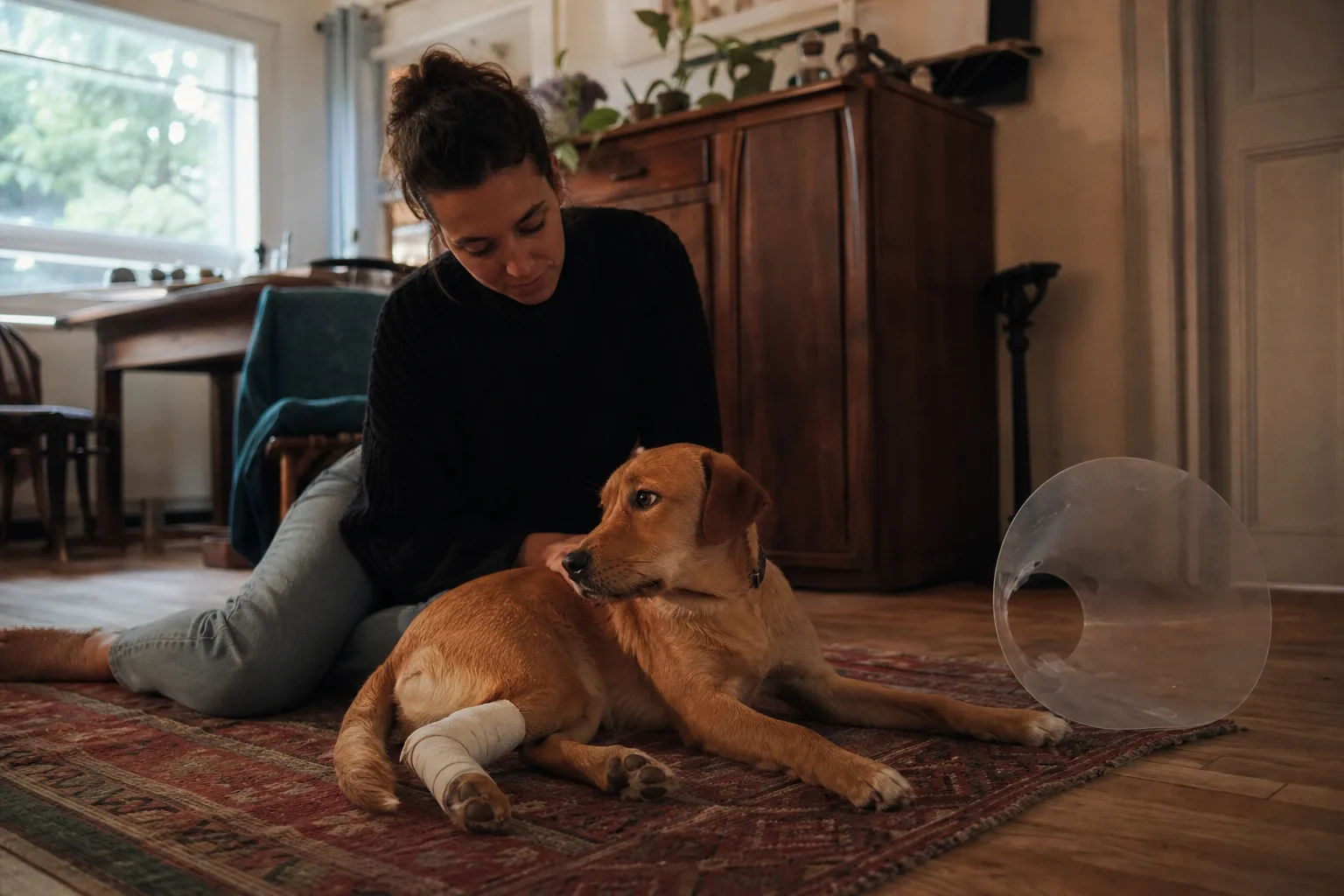 Un jeune chien couché sur un tapis, la patte arrière bandée, sa propriétaire assise près de lui