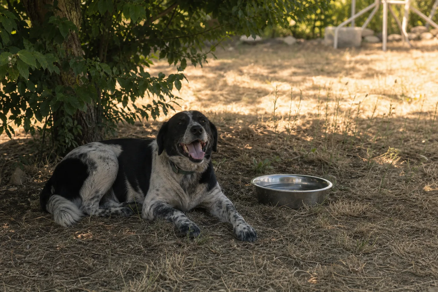 Un chien halète à l’ombre d’un arbre un jour de canicule, gamelle d’eau à ses pieds