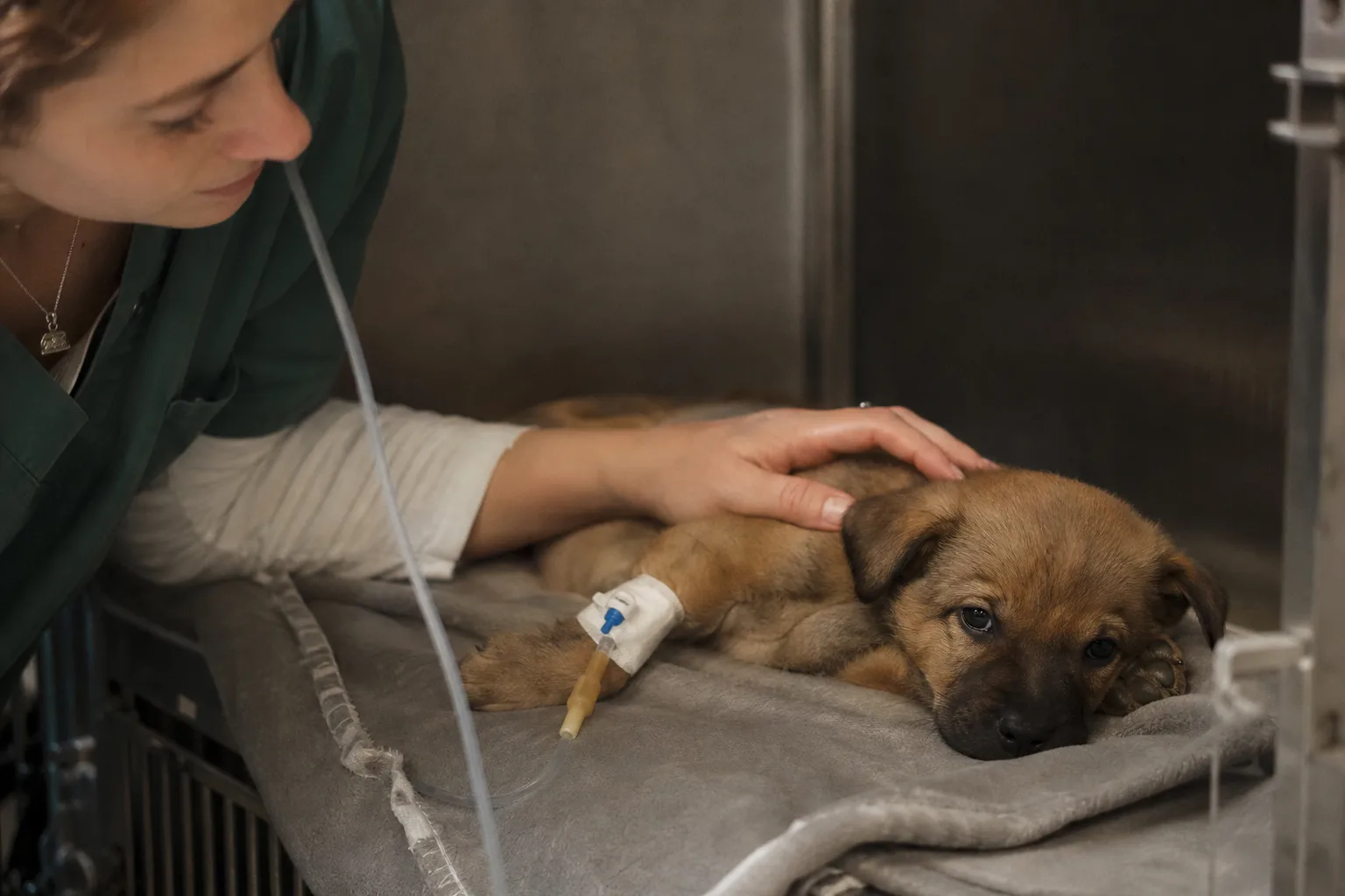 Un chiot sous perfusion dans une cage d’hospitalisation vétérinaire