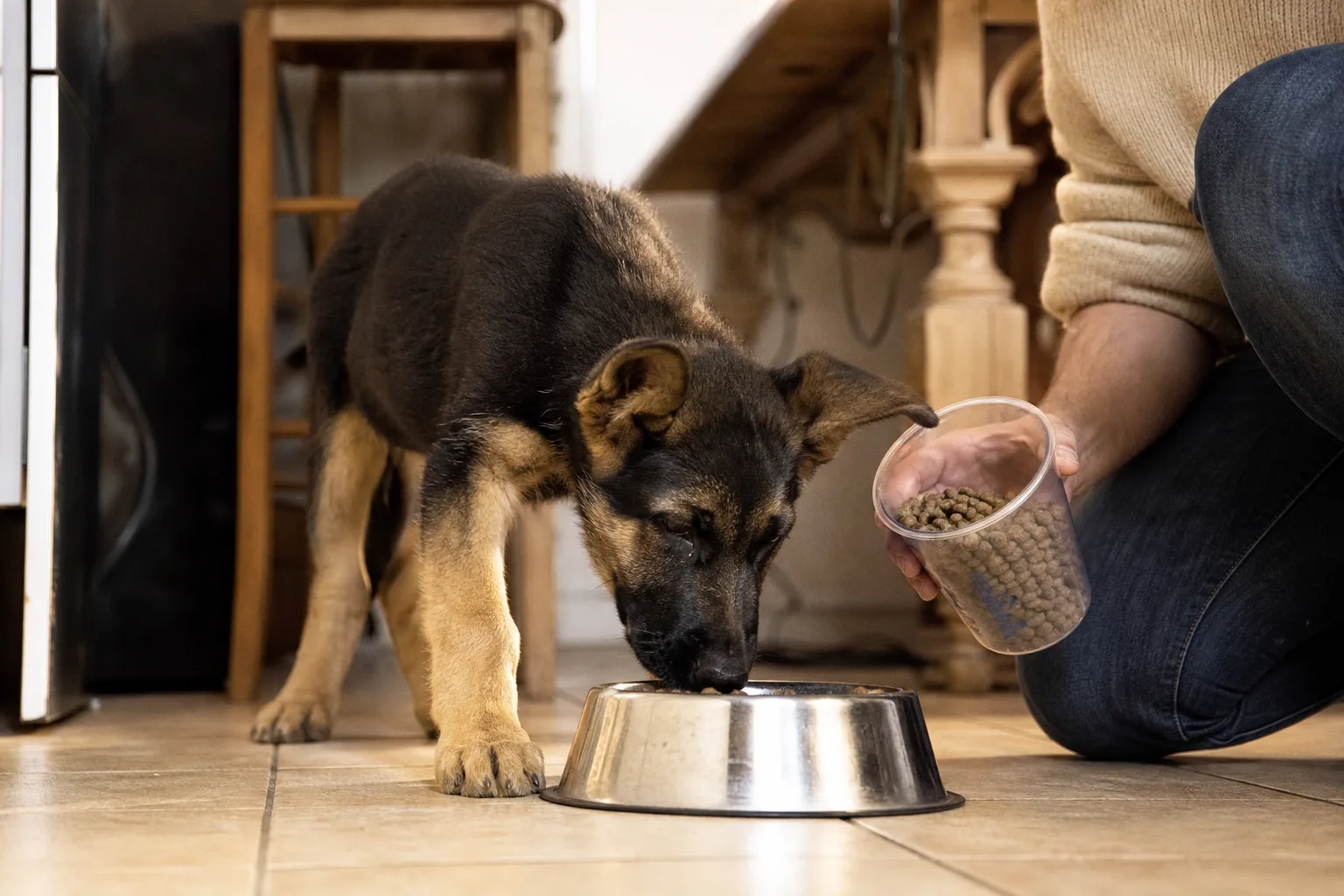 Un chiot mange ses croquettes de croissance dans une gamelle posée sur le carrelage