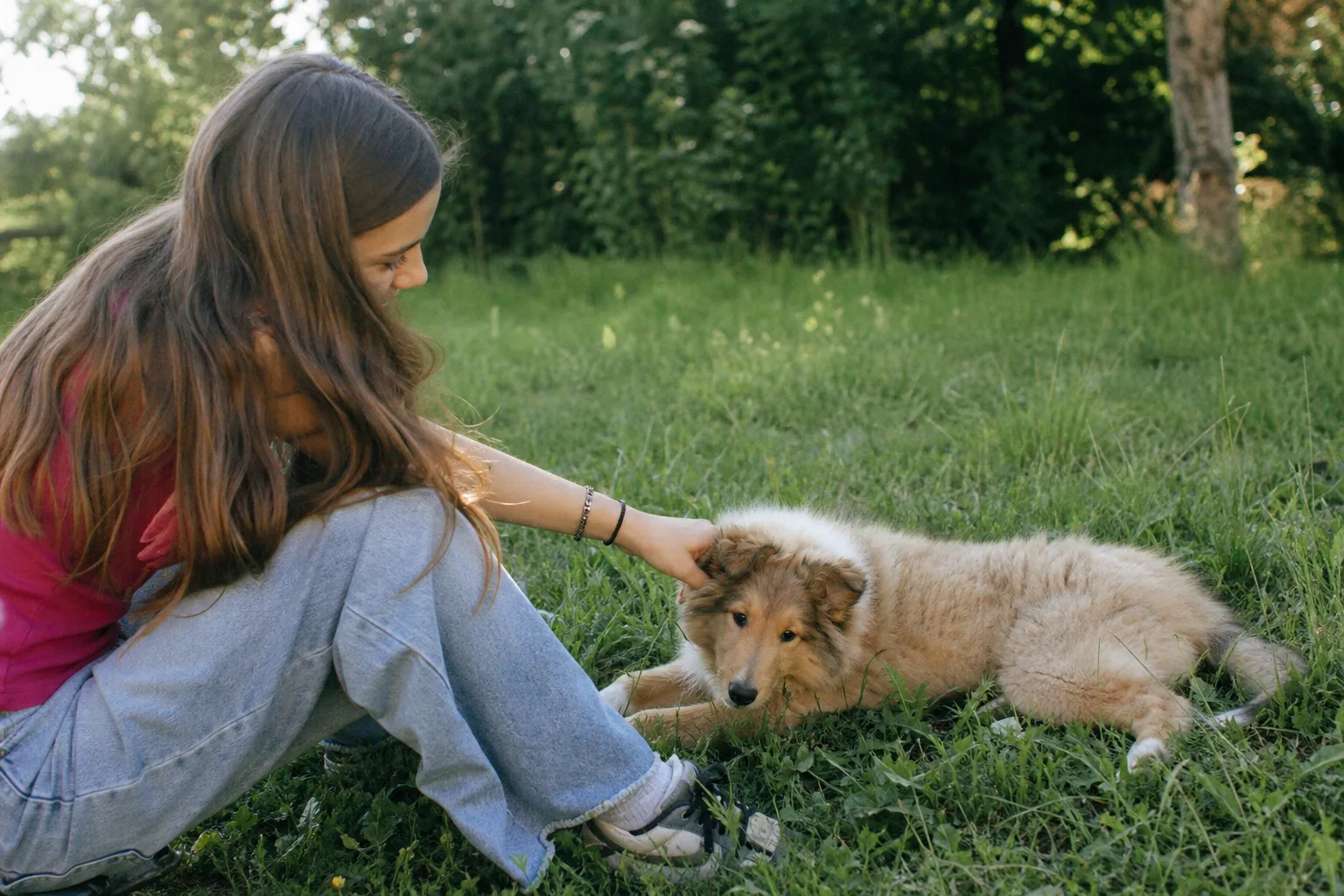 Un chiot colley à poil long de trois mois couché dans l’herbe d’un jardin
