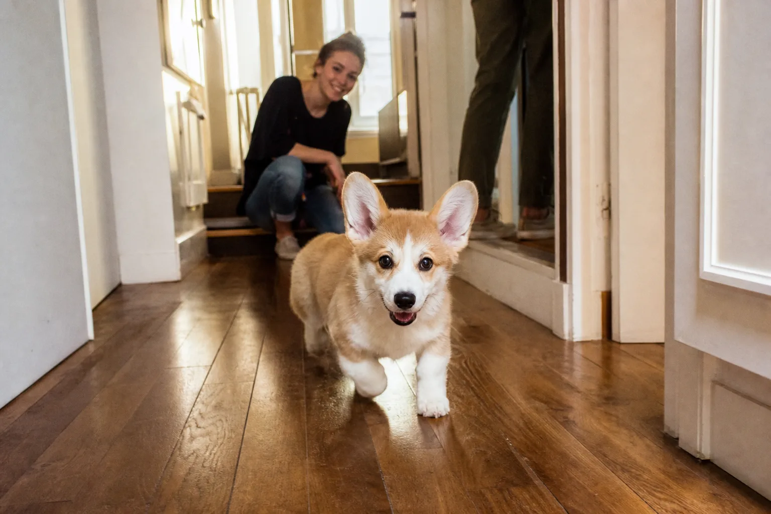 Un chiot welsh corgi de quatre mois trottinant sur un parquet de couloir