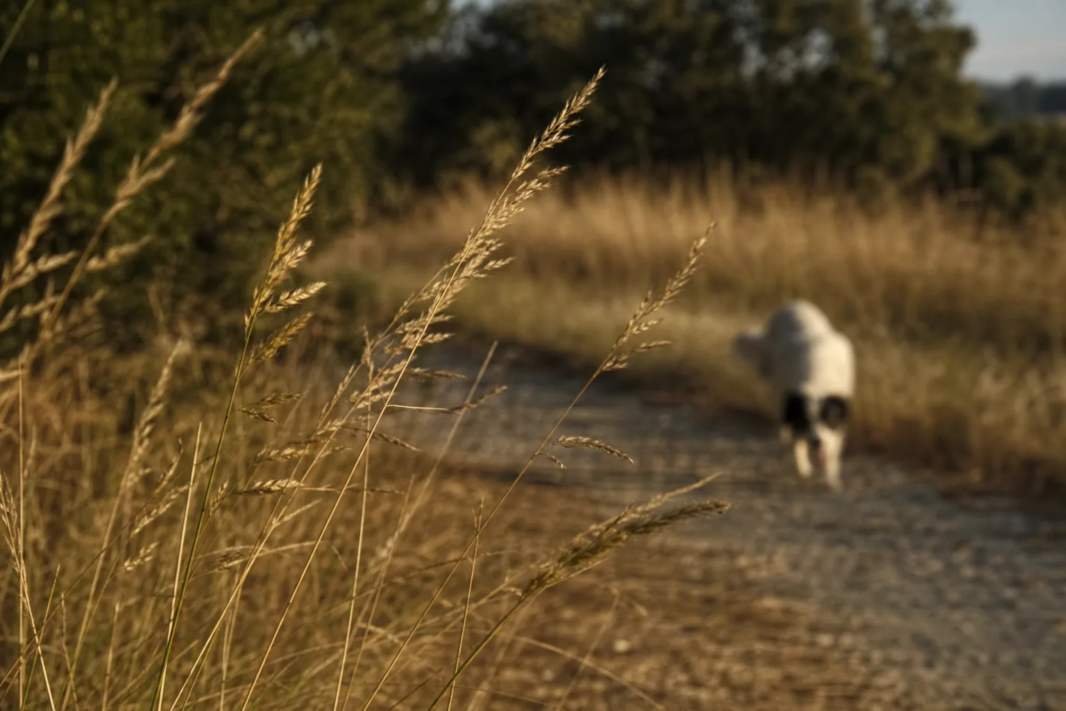 Des épis de graminées secs en bord de chemin en plein été, un chien dans l’herbe haute au fond