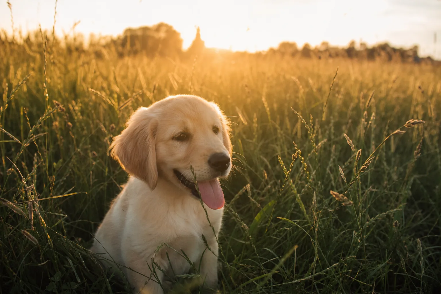 Un chiot golden retriever de trois mois assis dans l’herbe haute d’un pré en fin de journée