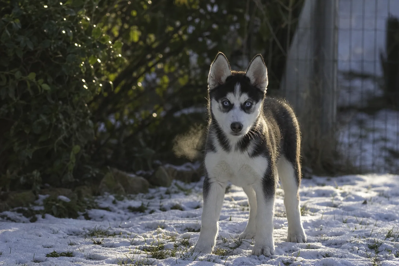 Un chiot husky sibérien de trois mois assis dans un jardin, yeux clairs vers l’objectif