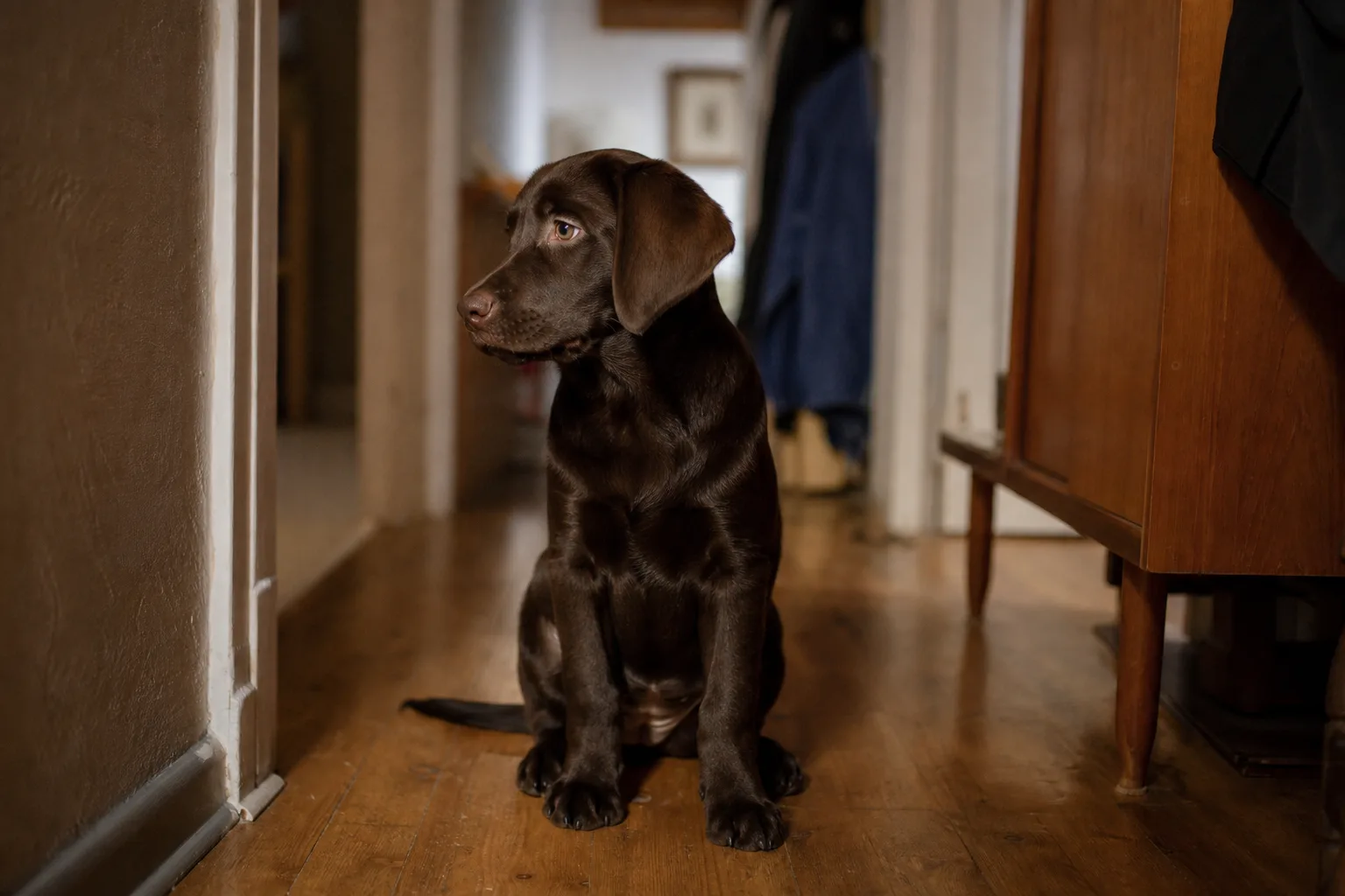Un chiot labrador chocolat de quatre mois assis sur un parquet dans un couloir d’appartement