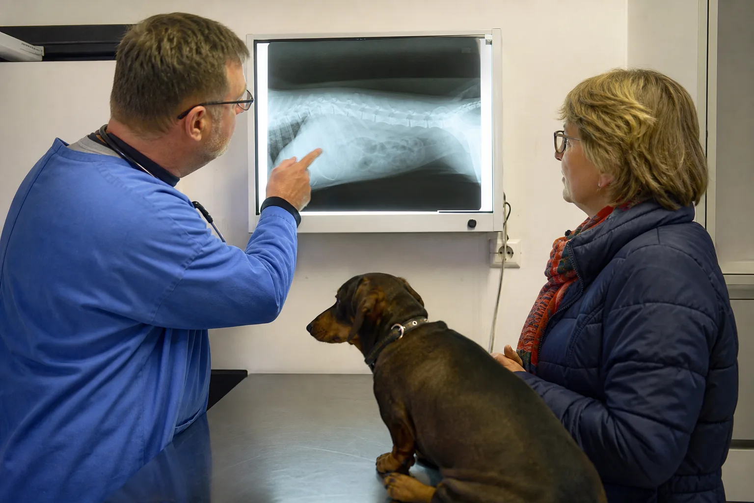 Un vétérinaire montre à une propriétaire la radiographie de colonne vertébrale de son chien