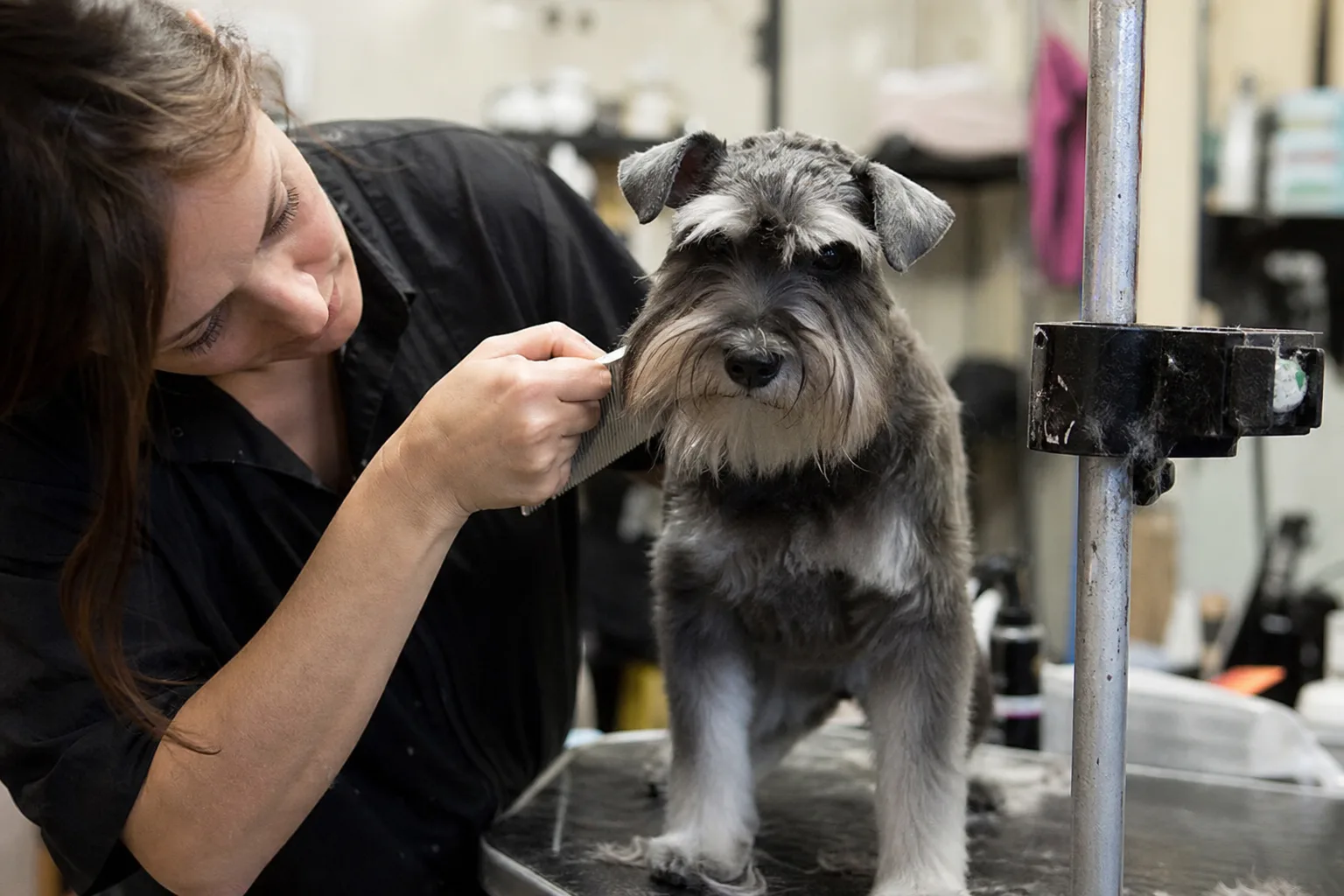 Un chiot schnauzer gris de quatre mois sur une table de toilettage, barbe et sourcils caractéristiques