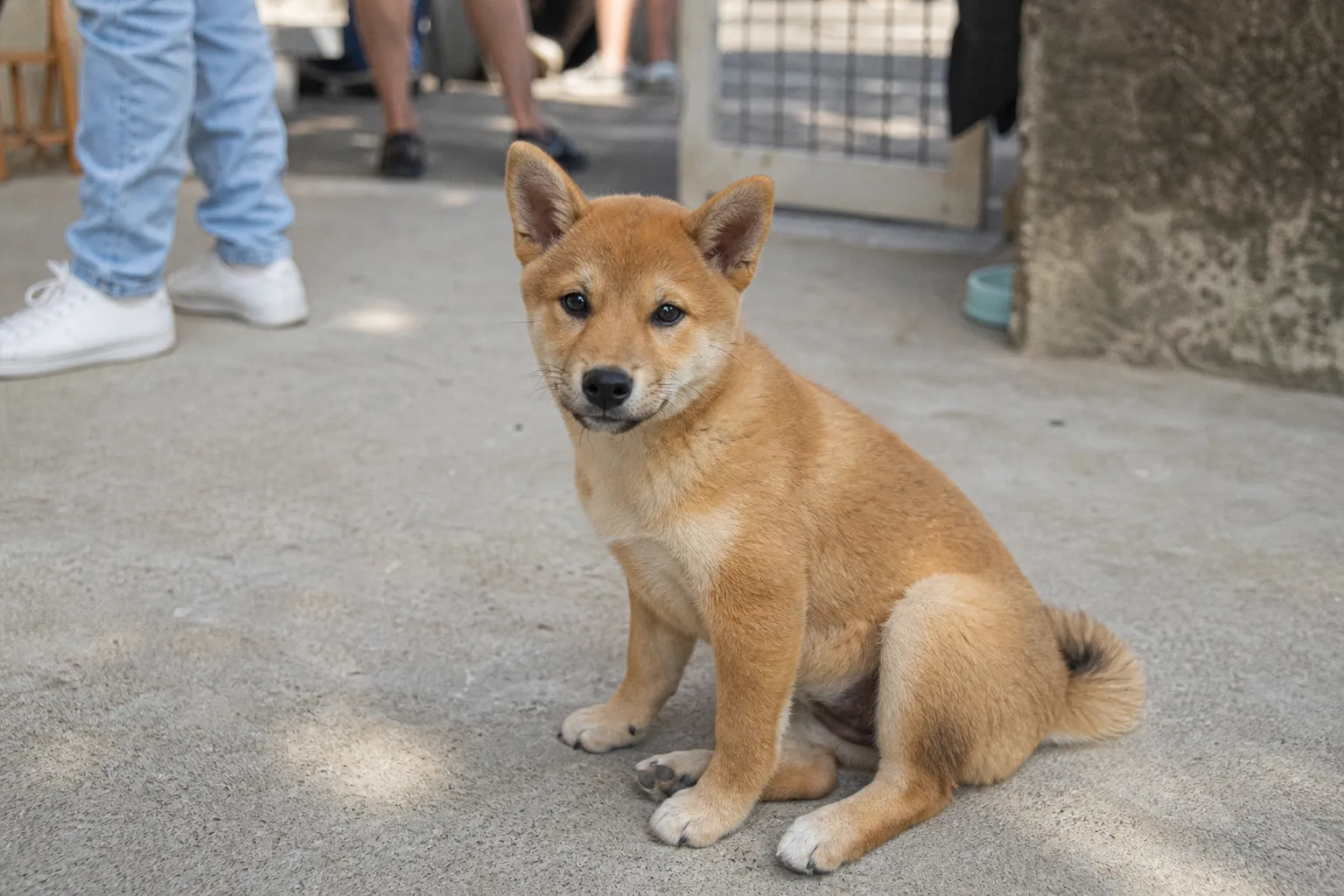 Un chiot shiba inu roux de trois mois assis sur un sol béton dans une cour intérieure