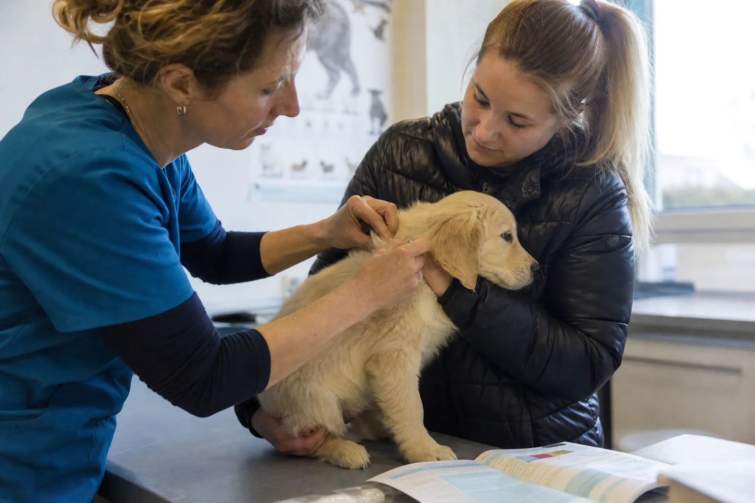 Un vétérinaire vacciné un chiot de huit semaines tenu par sa propriétaire, carnet de santé ouvert