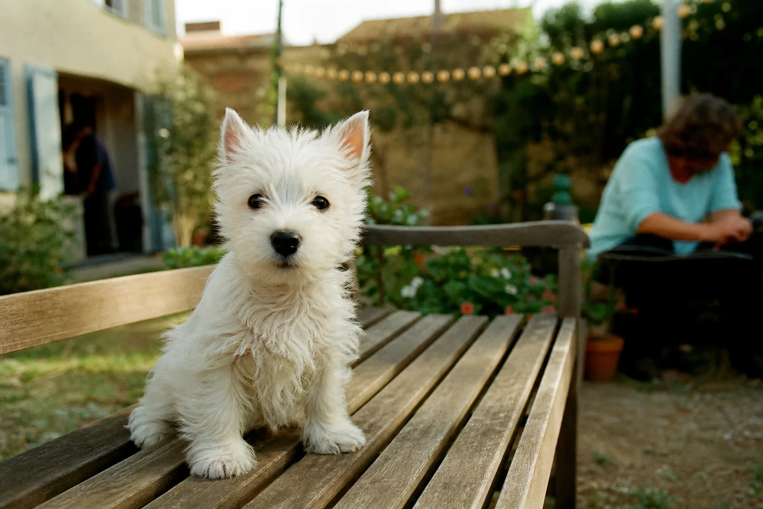 Un chiot west highland terrier de trois mois sur un banc de jardin