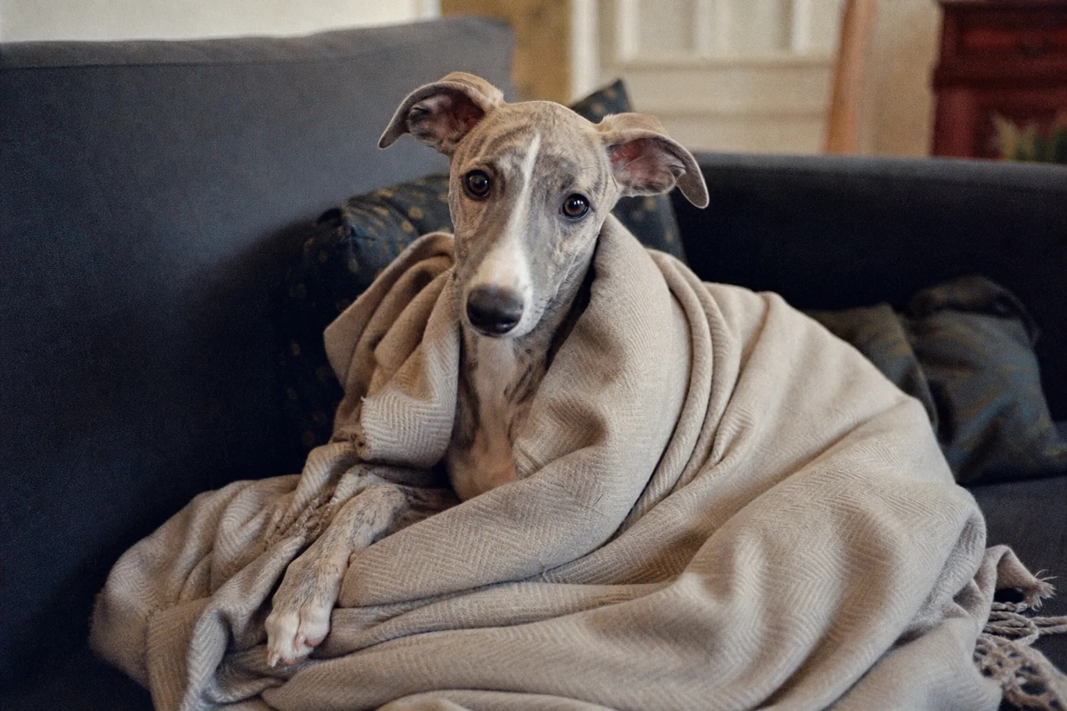 Un chiot whippet de quatre mois enroulé dans une couverture sur un canapé