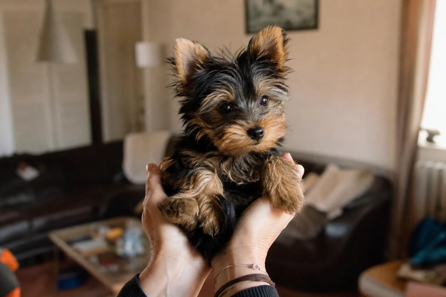 Un chiot yorkshire terrier de quatre mois tenu dans les bras de sa propriétaire
